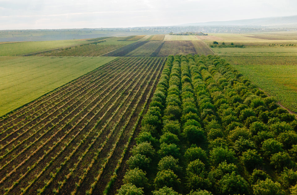 Orchard-plantation-australia 1